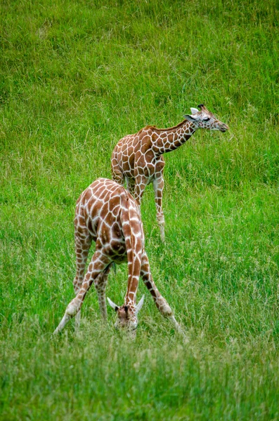 Giraffe in un habitat — Foto Stock