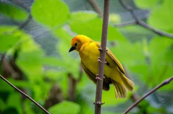 緑を背景に黄金のアフリカの鳥 — ストック写真