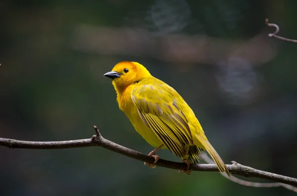 Pássaro dourado fêmea Taveta — Fotografia de Stock