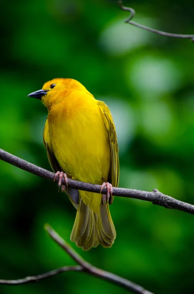 Taveta fêmea tecelão pássaro — Fotografia de Stock