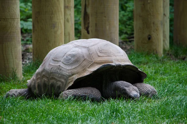 Ancienne tortue géante — Photo