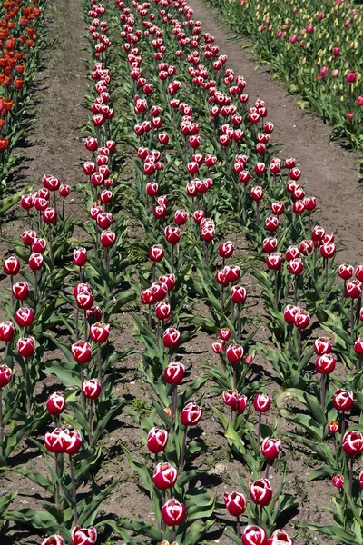 Vivaio tulipano rosso e bianco — Foto Stock