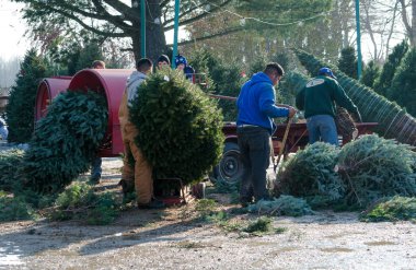 bir Noel ağacı Çiftliği'nde çalışma