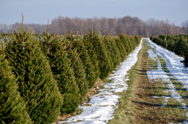 Rows of living Christmas trees clipart