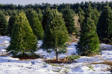 Michigan Christmas tree farm clipart