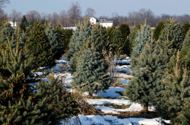 Michigan Noel ağacı çiftliği