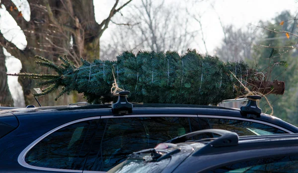 Cargando un árbol para viajar — Foto de Stock