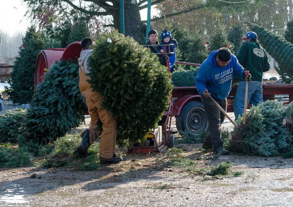 Watching workers at a tree farm — Stock Photo, Image