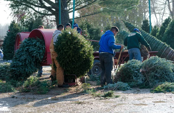 Práce na farmě, vánoční strom — Stock fotografie