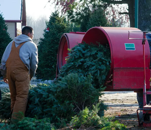 Arbeit auf einer Baumfarm — Stockfoto