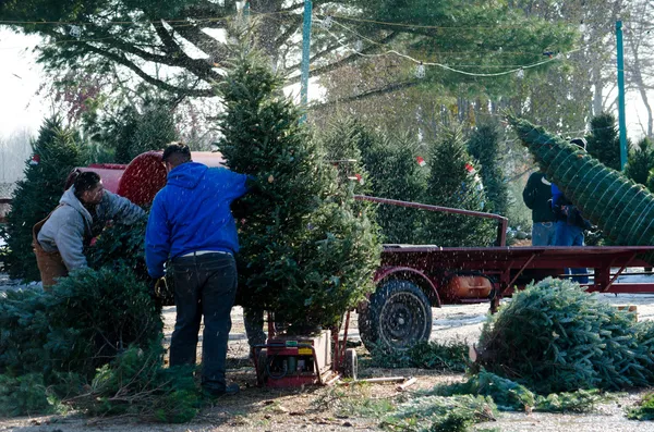 Trabajando en una granja de árboles en Michigan — Foto de Stock