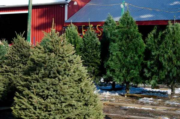 Árvores para venda em uma fazenda de árvores de Natal — Fotografia de Stock