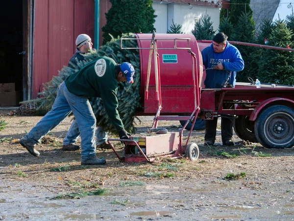 Trabajadores en una granja de árboles de Navidad —  Fotos de Stock