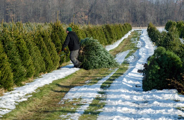 Trabajador en una granja de árboles de Navidad — Foto de Stock