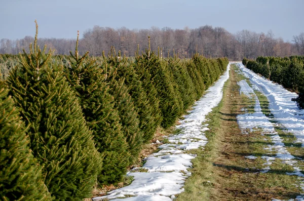 Rijen van levende bomen van Kerstmis — Stockfoto