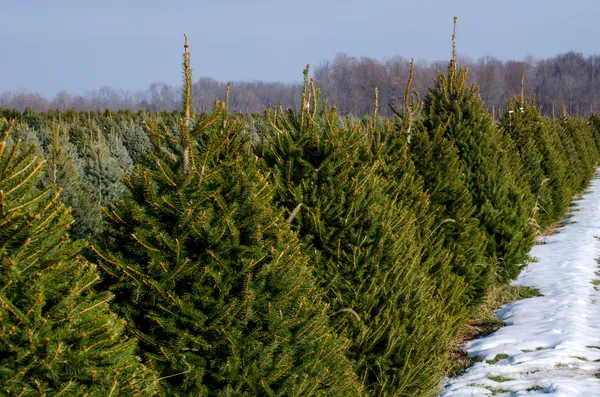 Fileiras de evergreens em uma fazenda de árvores de Natal Michigan — Fotografia de Stock