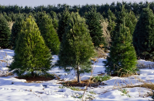 Michigan fazenda árvore de Natal — Fotografia de Stock