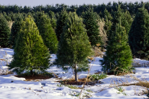 ミシガン州のクリスマス ツリーの農場 — ストック写真