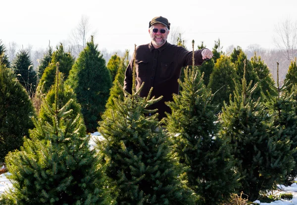 Mann zeigt auf den perfekten Weihnachtsbaum — Stockfoto