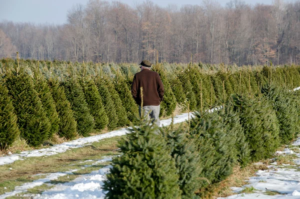A Man searches for a perfect Christmas tree 