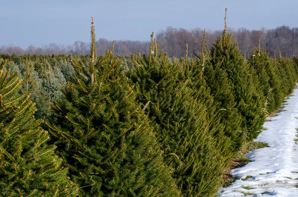 Σειρές των evergreens σε ένα αγρόκτημα χριστουγεννιάτικο δέντρο του Μίτσιγκαν Εικόνα Αρχείου