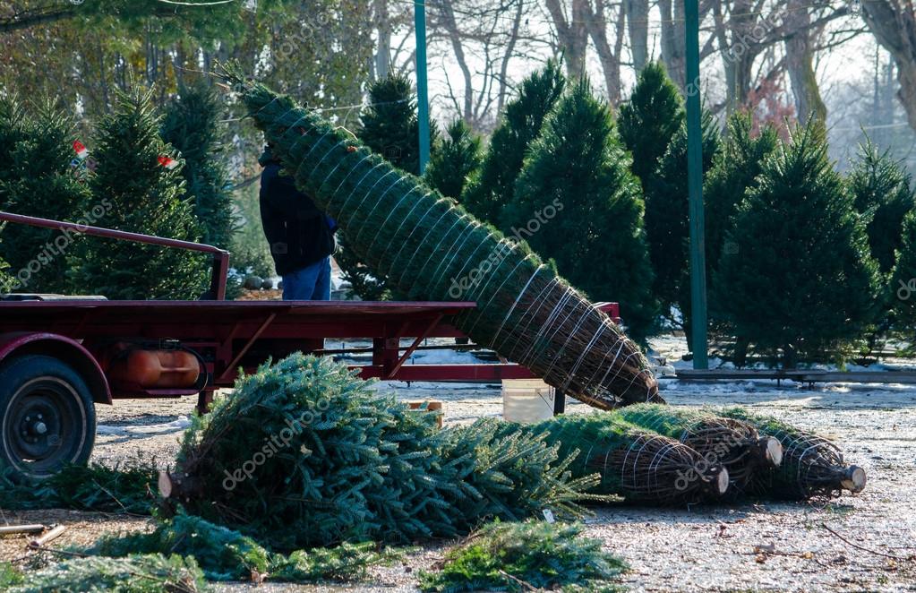 christmas trees and wrapping machine at tree farm stock christmas trees and wrapping machine at tree farm stock