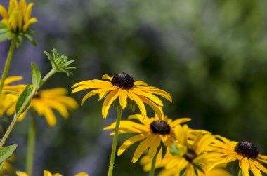 Susan bir bahçe Brown eyed