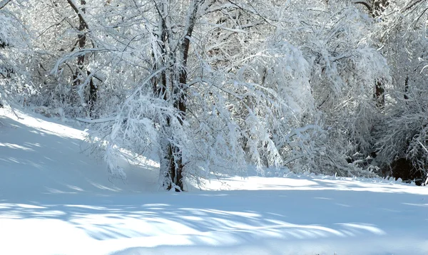 Beaux arbres givrés — Photo