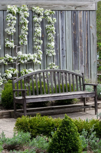 Birnenblüten an einer Wand mit Holzbank — Stockfoto