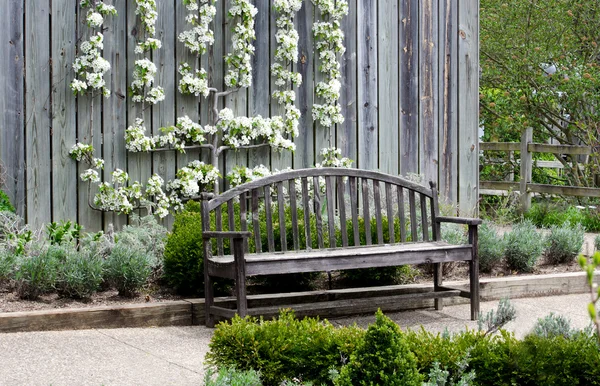 Bänk och päron blommar — Stockfoto