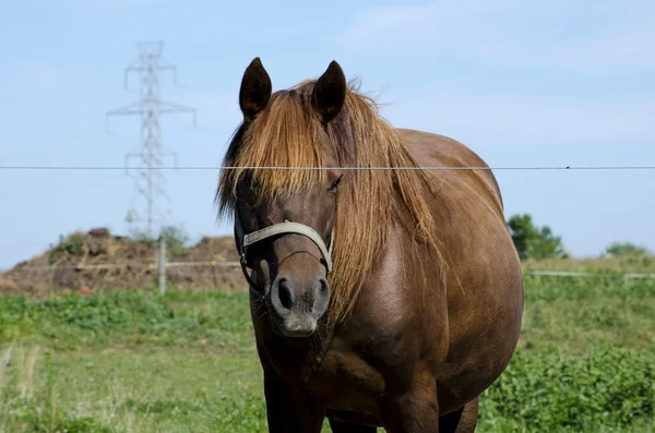 Braunes Pferd mit elektrischen Türmen — Stockfoto