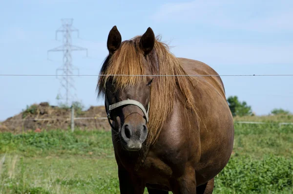 Caballo marrón con torres eléctricas — Foto de Stock