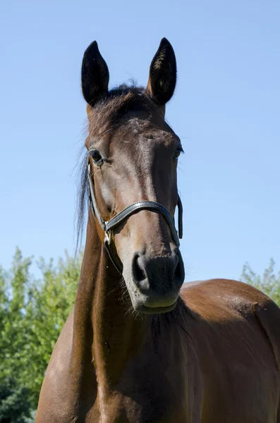 Retrato de un caballo marrón — Foto de Stock