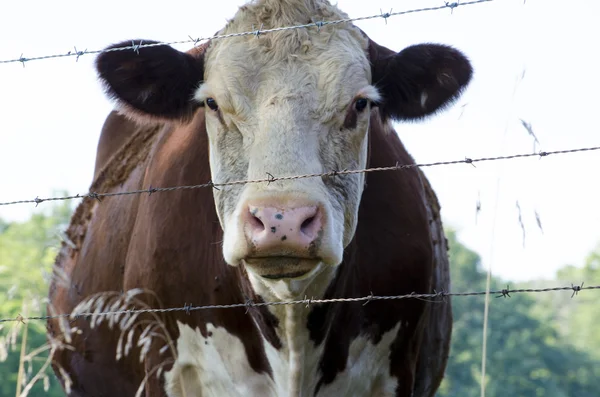 Koe en prikkeldraad — Stockfoto