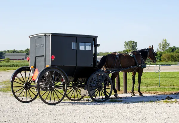 Um buggy Amish esperando e cavalo — Fotografia de Stock