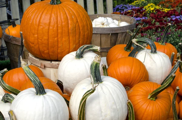 Montón de calabazas en naranja y blanco con las mamás de otoño — Foto de Stock