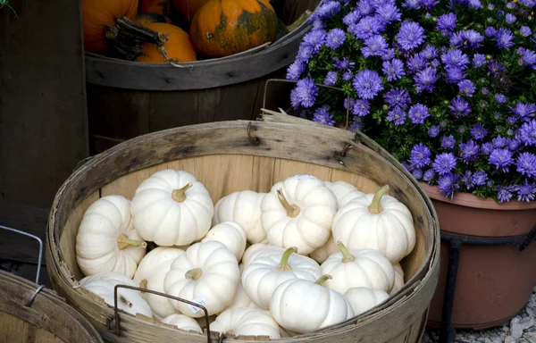 Hösten mums med vita pumpor — Stockfoto