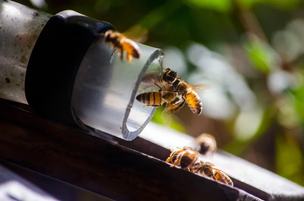 Abejas ocupadas — Foto de Stock