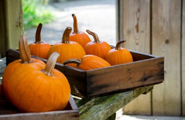 rustik Güz pumpkins kutuları