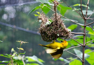 Yellow Masked Weaver bird building nest clipart