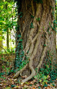 Boğumlu eski ağaç