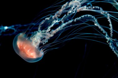 Pulsating Jelly fish  in dark water clipart