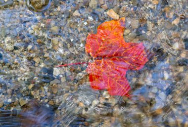düşen akçaağaç yaprağı suyu