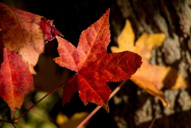 Akçaağaç yaprakları sonbaharda