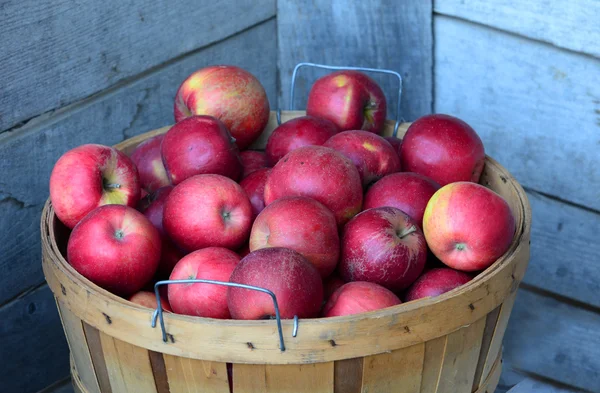 Bushel of Michigan  apples — Stock Photo, Image