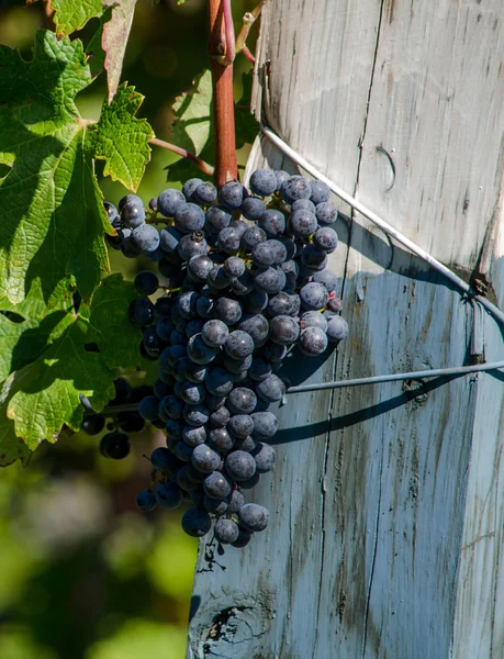 Uvas de vino púrpura y poste pintado de azul —  Fotos de Stock