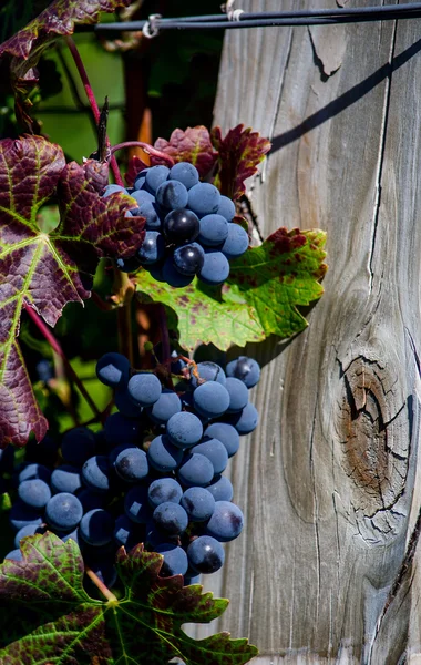 Purpurrote Weintrauben in einem Weinberg — Stockfoto