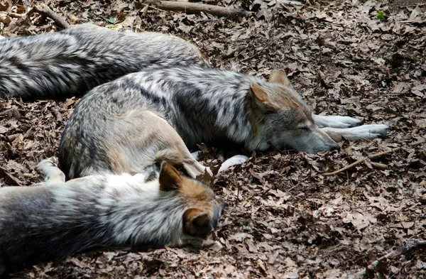 Стая спящего волка — стоковое фото