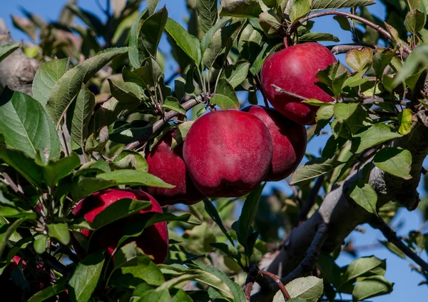 Kırmızı michigan elma ağacı üzerinde — Stok fotoğraf