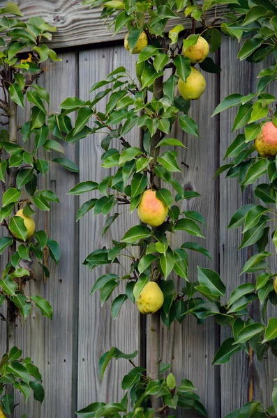Pears in a vertical garden — Stock Photo, Image